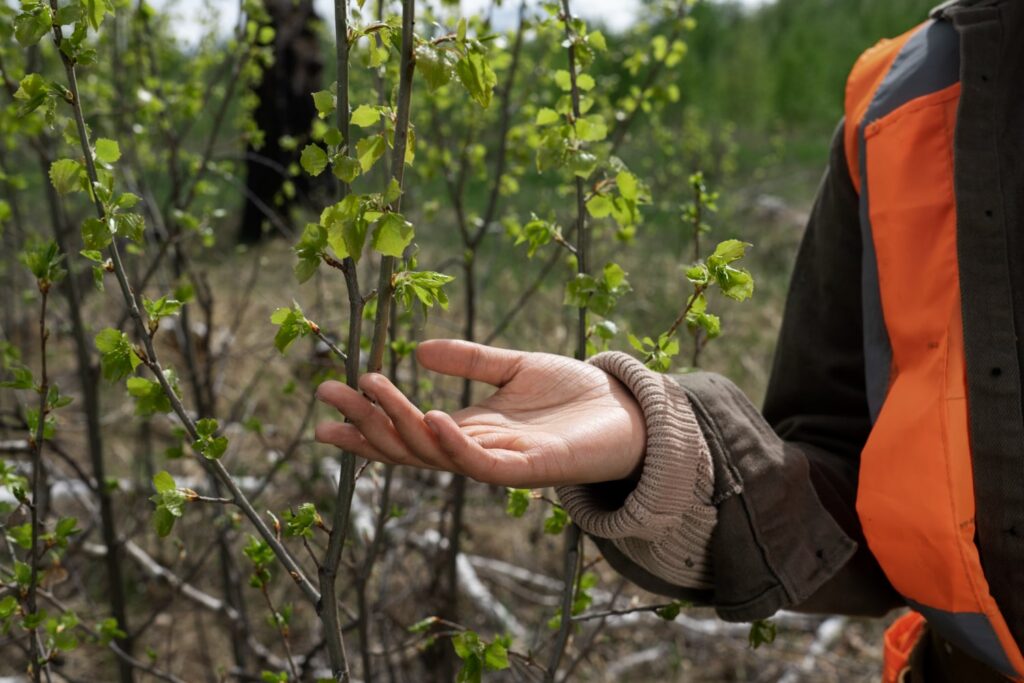 asistencia técnica forestal en Andalucía